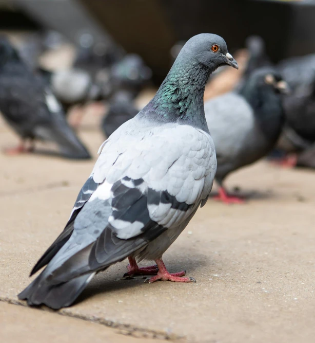 a flock of pigeons standing on a sidewalk, ornamented, 1 male, up-close, photo for magazine