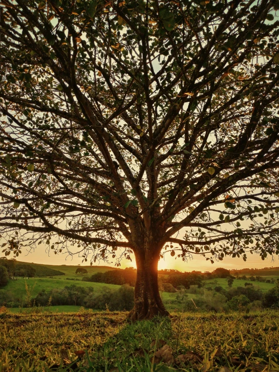 a large tree sitting in the middle of a field, by Jessie Algie, pexels contest winner, golden hour 4k, lush vista, front lit, sycamore