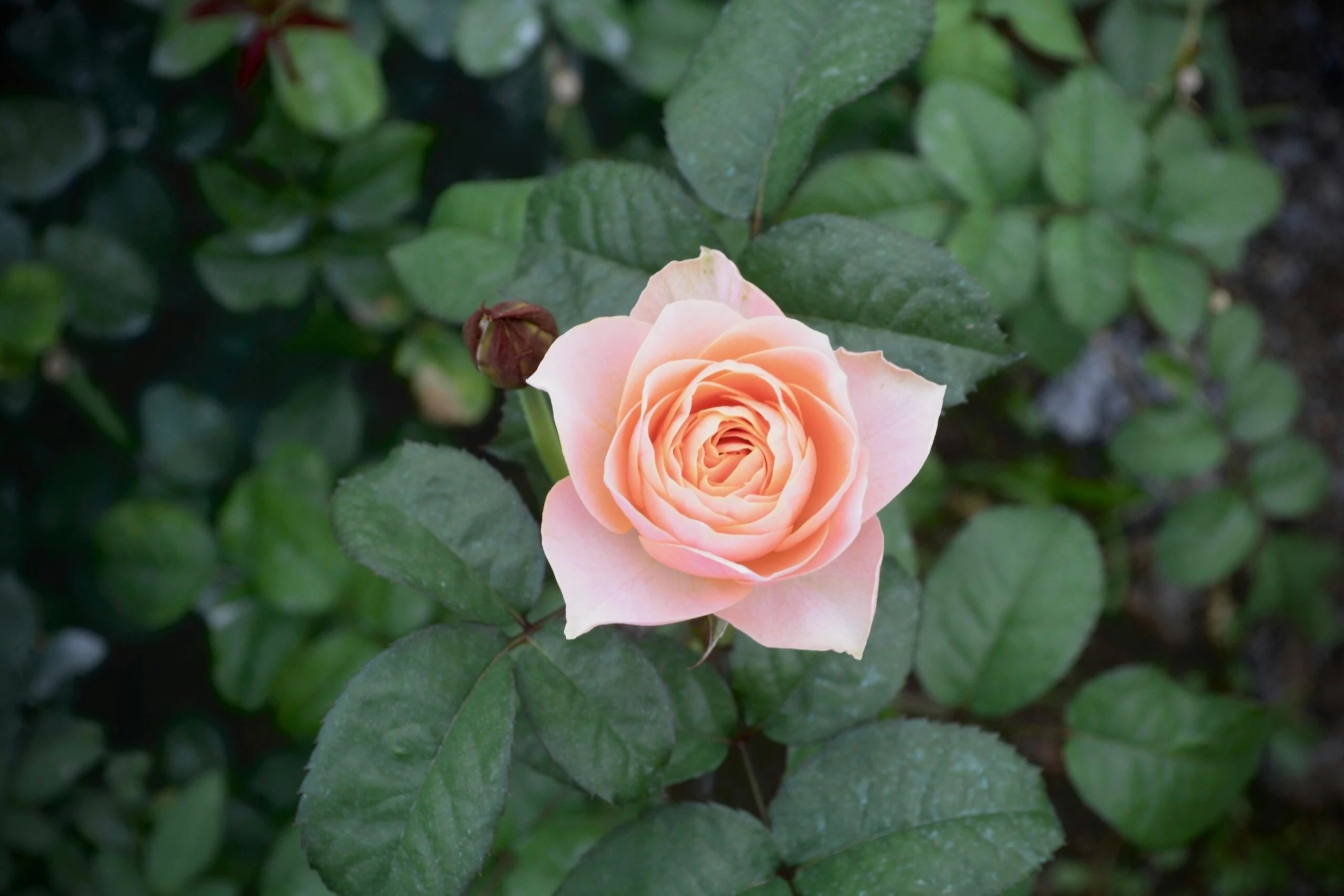 a close up of a pink rose with green leaves, unsplash, (light orange mist), in bloom greenhouse, single, grey