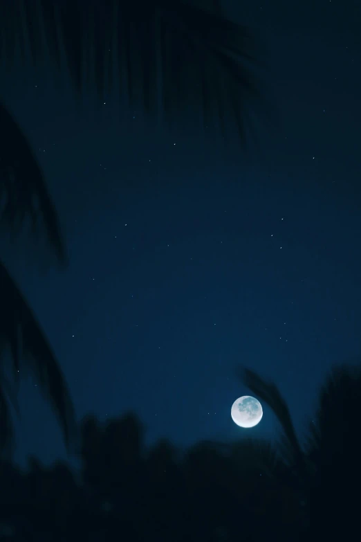 a full moon in the sky with palm trees in the foreground, pexels contest winner, minimalism, starry sky 8 k, soft blue moonlight, to