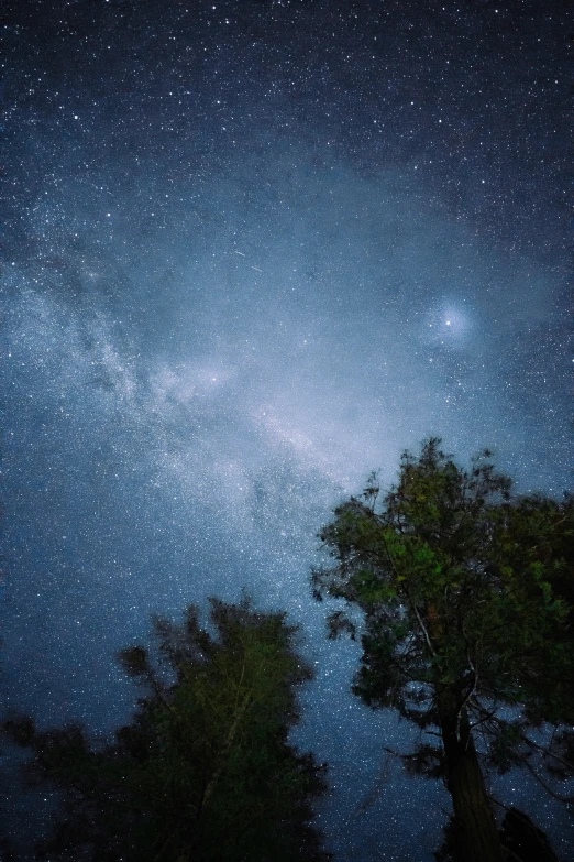 a night sky filled with stars and trees, by Peter Churcher, light and space, southern cross, starry sky 8 k, medium closeup, stars and milky way and moon