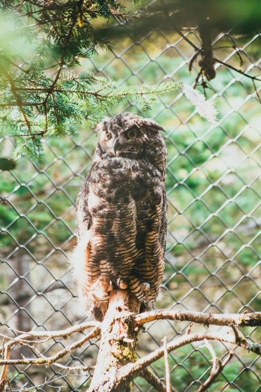 a large owl sitting on top of a tree branch, pexels contest winner, behind bars, thick fluffy tail, slightly pixelated, high quality photo