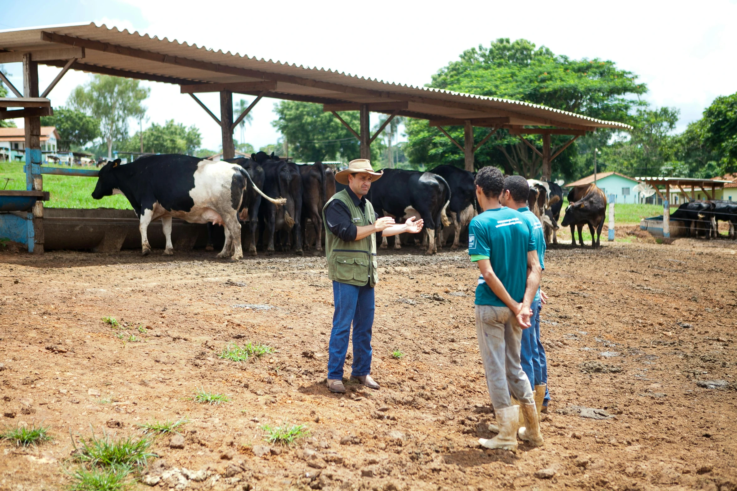 two men standing in front of a herd of cows, by Ceferí Olivé, happening, permaculture, avatar image