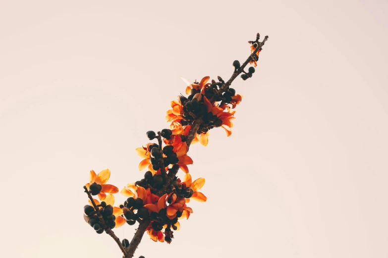 a close up of a flower on a tree, an album cover, trending on unsplash, aestheticism, orange sky, made of flowers and berries, minimalist photo, red black and gold color scheme