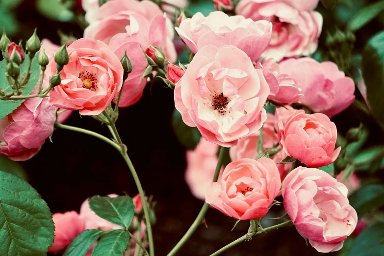 a close up of a bunch of pink roses, inspired by Elsa Bleda, unsplash, 1960s color photograph, lush surroundings, ((pink)), multicoloured