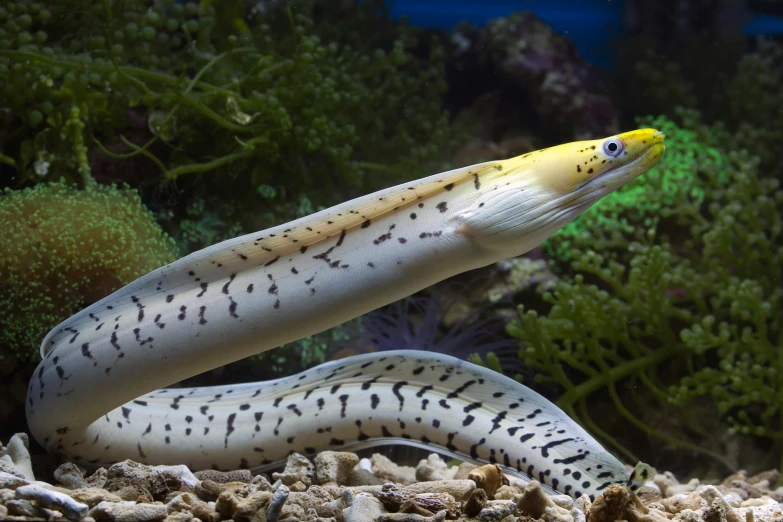 a close up of a fish in an aquarium, forked snake tongue sticking out, a pair of ribbed, white with black spots, long chin