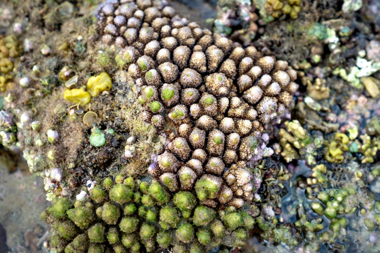 a close up of a rock with moss growing on it, by Anna Haifisch, precisionism, colorful coral reef, green sea urchin, taken on iphone 14 pro, 🦩🪐🐞👩🏻🦳