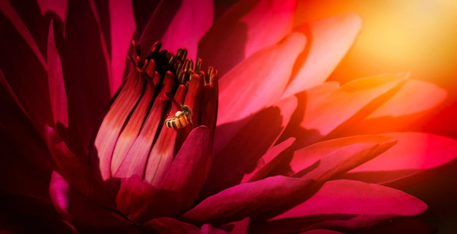 a close up of a flower with red petals, a macro photograph, by Alison Geissler, pexels contest winner, crimson - black beehive, warm glow from the lights, nymphaea, an illustration