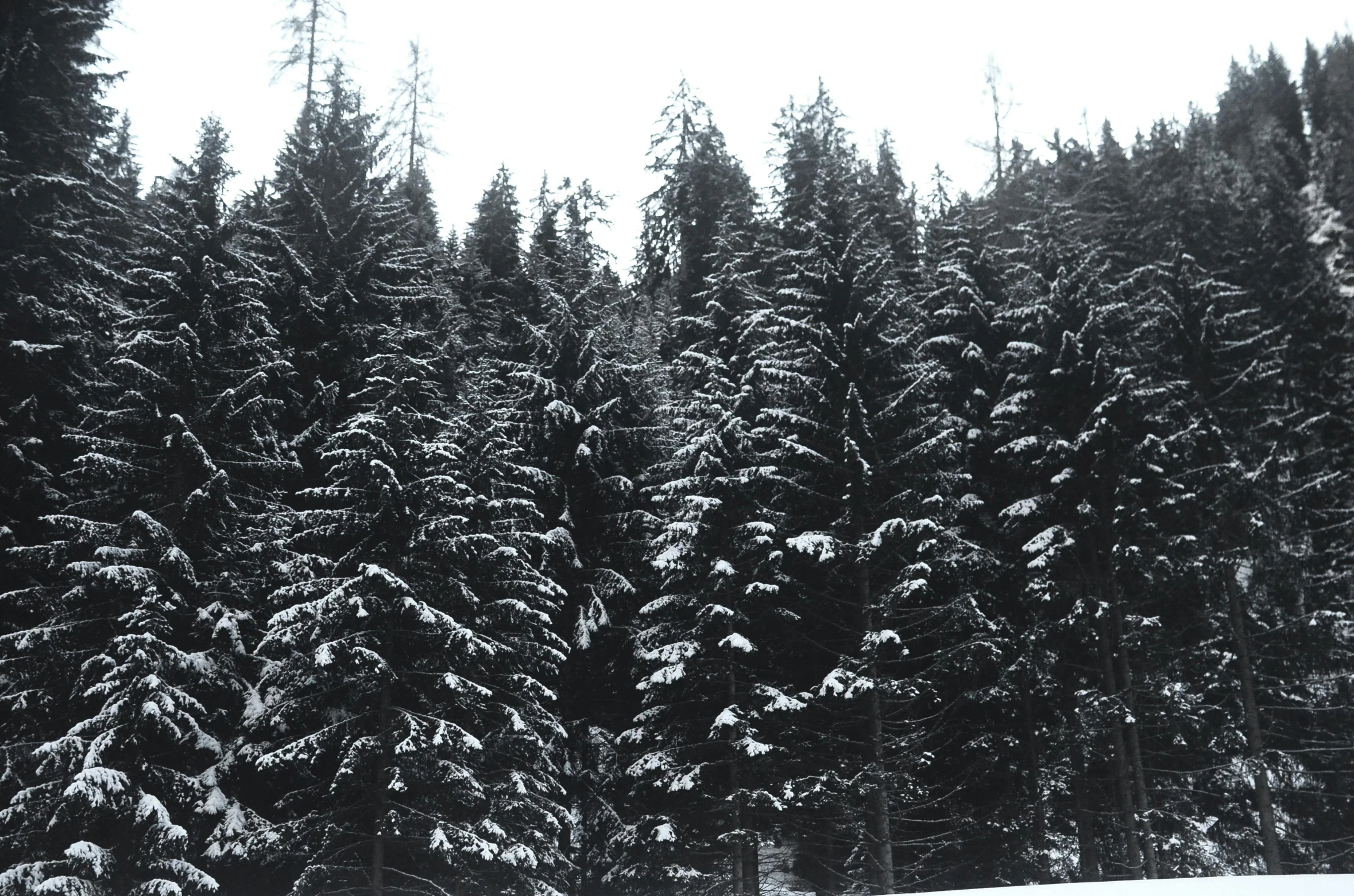 a man riding a snowboard down a snow covered slope, a photo, inspired by Thomas Struth, hurufiyya, lot of trees, black fir, trees!!, trees outside