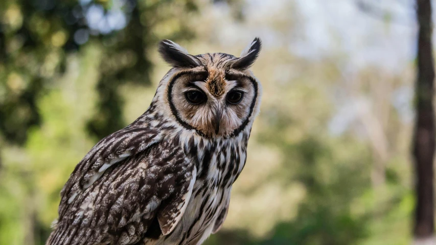 a close up of an owl with trees in the background, pexels contest winner, hurufiyya, mixed animal, high quality upload, smooth detailed, pet animal