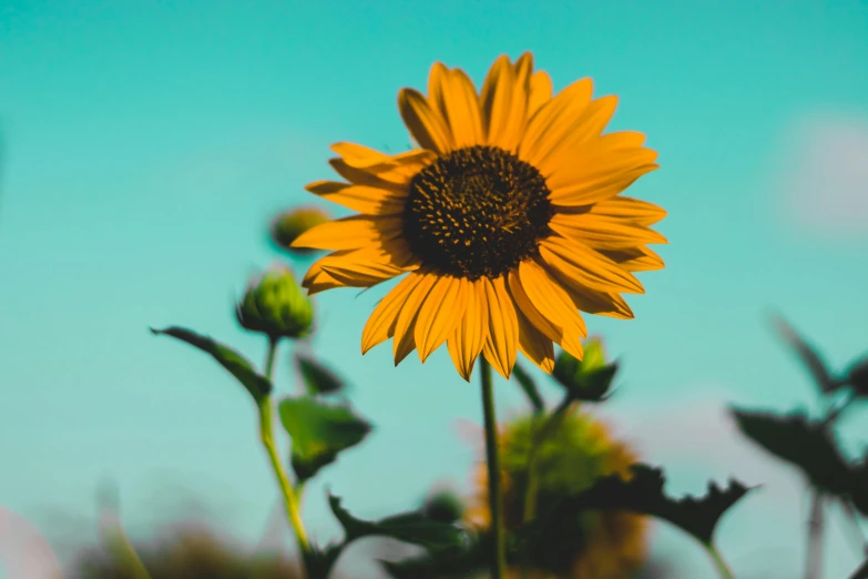 a close up of a sunflower with a blue sky in the background, unsplash, instagram post, brown flowers, yellow and cyan color palette, computer wallpaper