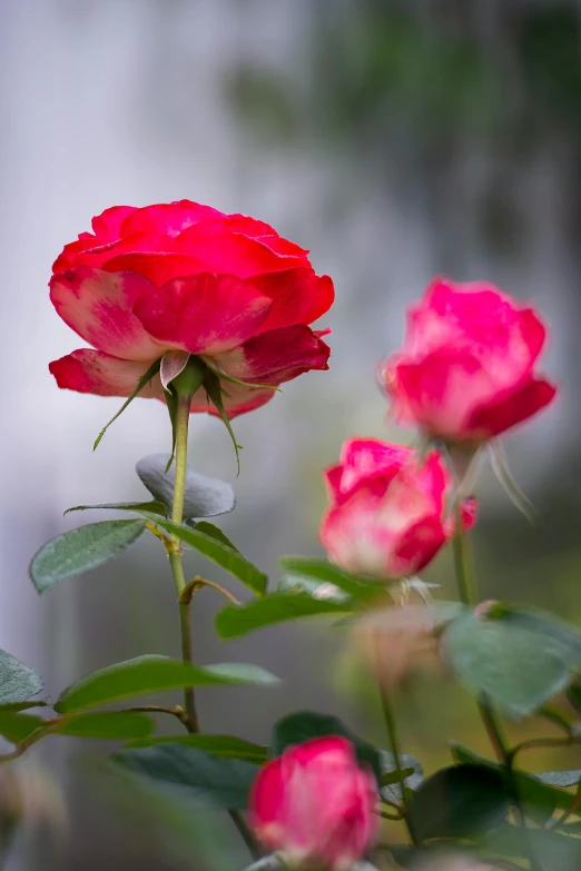 a close up of a flower with a waterfall in the background, red roses, pink mist, 3 - piece, trinity