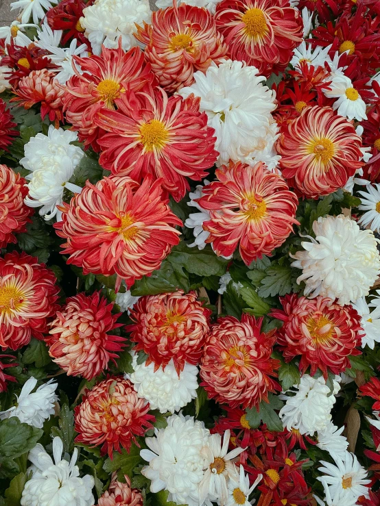 a close up of a bunch of red and white flowers, harvest fall vibrance, sea of parfait, various sizes, poofy