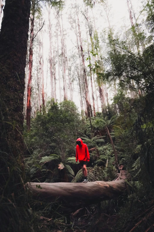a person standing on a fallen tree in a forest, red hoodie, melbourne, on a planet of lush foliage, instagram photo