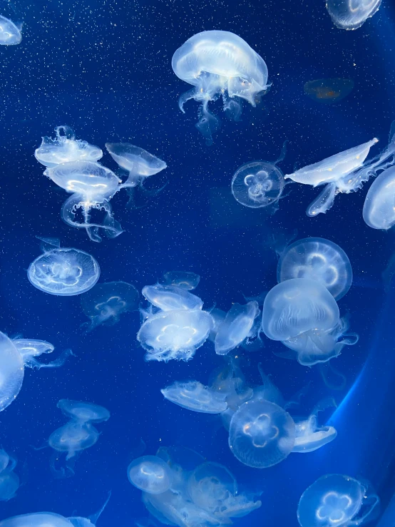 a group of jellyfish swimming in a tank, unsplash, plasticien, multiple stories, 2045, blue