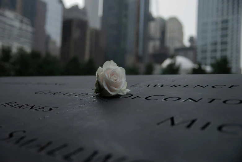 a white rose sitting on top of a black table, by Elsa Bleda, pexels contest winner, graffiti, world trade center twin towers, tombstone, slide show, usa-sep 20