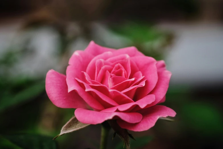 a close up of a pink rose with green leaves, by Gwen Barnard, pexels contest winner, fan favorite, paul barson, gardening, celebration