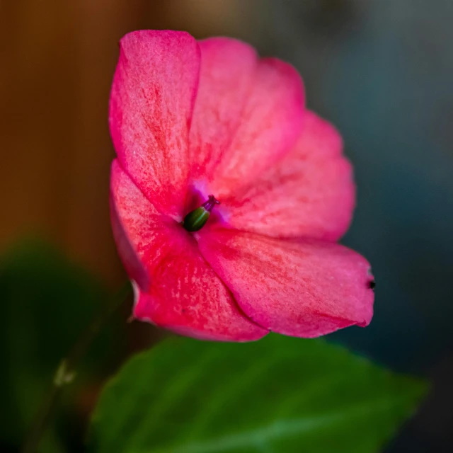 a close up of a pink flower with green leaves, a macro photograph, by Jan Rustem, unsplash, fan favorite, morning glory flowers, high resolution print :1 red, indoor picture