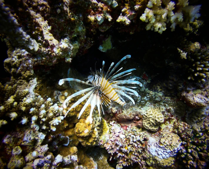 a close up of a fish on a coral reef, unsplash, hurufiyya, prawn, kodak photo, taken on an iphone, flaring gills