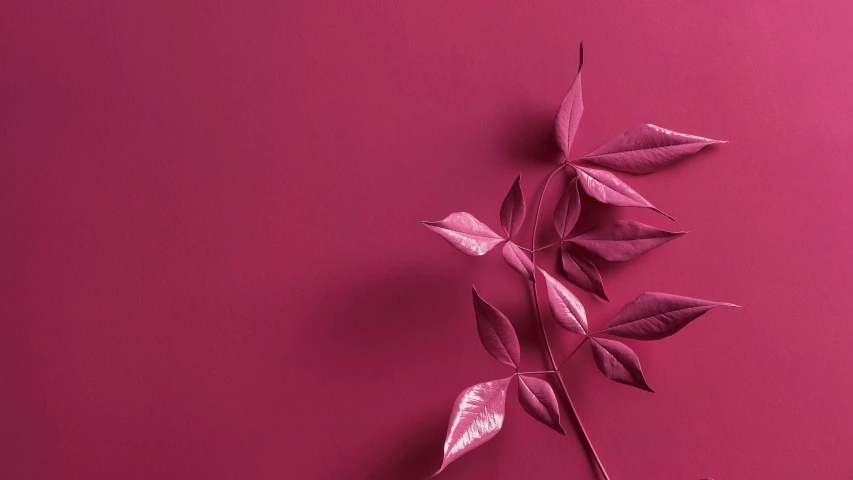 a close up of a plant on a pink surface, trending on pexels, maroon red, vine art, photorealistic image, metallic red