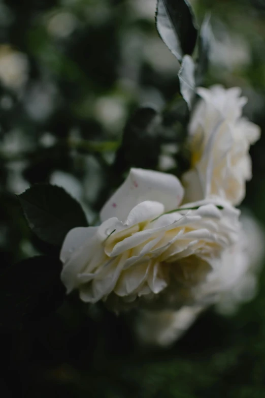 a couple of white roses sitting on top of a lush green field, inspired by Elsa Bleda, unsplash, dark and moody, blurred detail, ignant, mourning