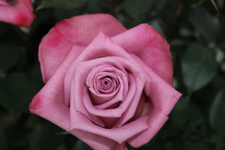 a close up of a pink rose with green leaves, a photo, by Robert Thomas, pexels contest winner, grey, mauve and cyan, ( ultra realistic, celebration