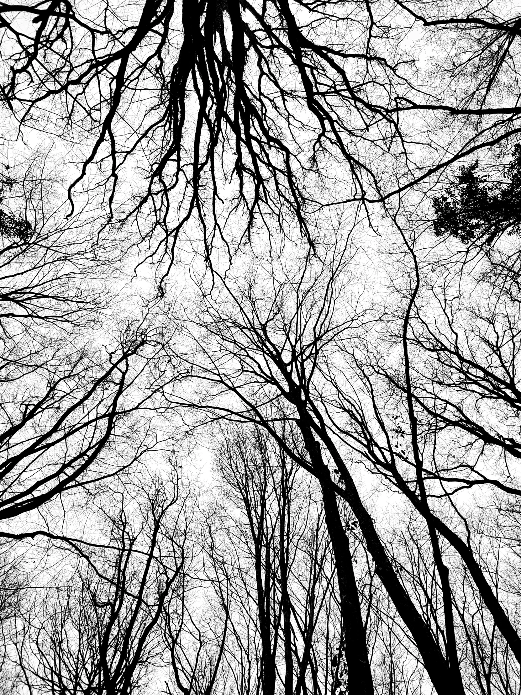 a black and white photo of trees in a forest, by Mirko Rački, land art, with branches! reaching the sky, low detailed, (((trees))), black veins