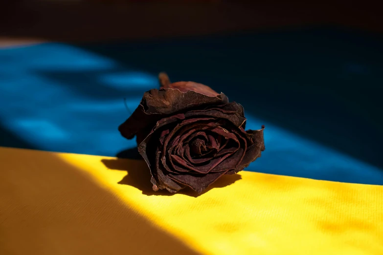 a rose sitting on top of a yellow and blue table, an album cover, unsplash, hyperrealism, dark brown, ukrainian flag on the left side, preserved museum piece, dark skinned