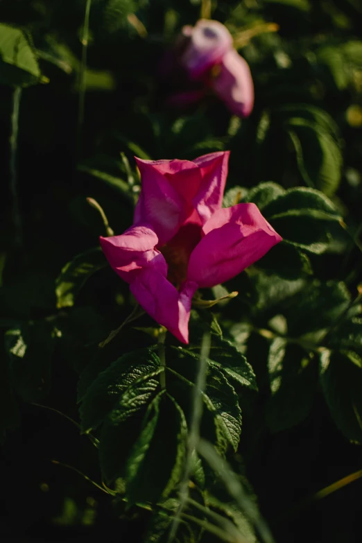 a pink flower sitting on top of a lush green field, an album cover, unsplash, renaissance, morning glory flowers, bougainvillea, medium format, cinestill 800t 50mm eastmancolor