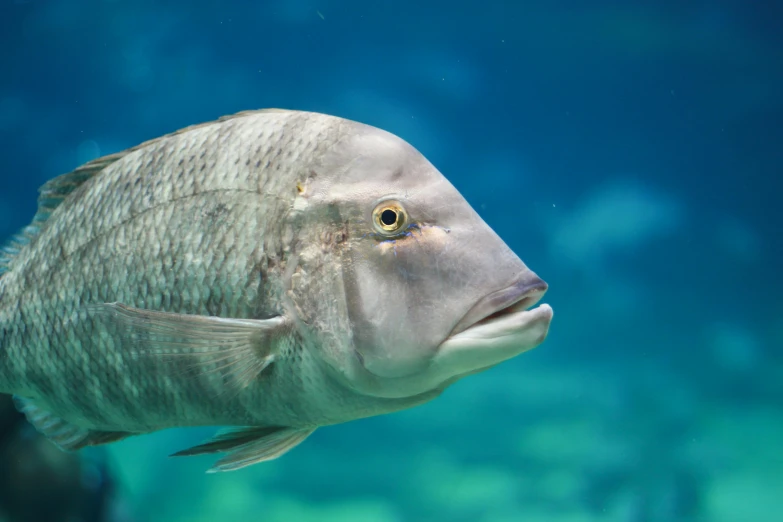 a close up of a fish in a body of water, with a blue background