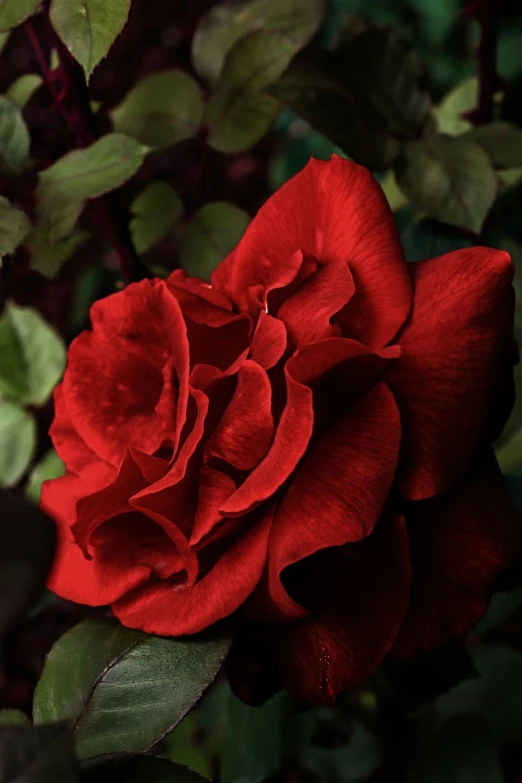 a close up of a red rose with green leaves, a digital rendering, pexels contest winner, night setting, black velvet, sitting in the rose garden, paul barson