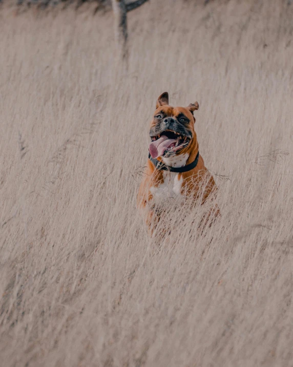 a dog running through a field of tall grass, a picture, pexels contest winner, wrinkles, super buff and cool, lgbtq, slightly minimal