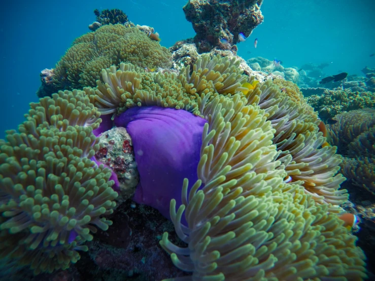 a purple sea anemone sitting on top of a green sea anemone, pexels contest winner, great barrier reef, covered in coral, purple tubes, view from bottom