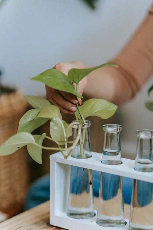 a close up of a person holding a plant in a vase, vases and bottles, experimenting, leaves trap, white lab coat