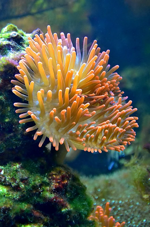 a close up of a sea anemone in an aquarium, flickr, flame ferns, with a bright yellow aureola, shoreline, tall