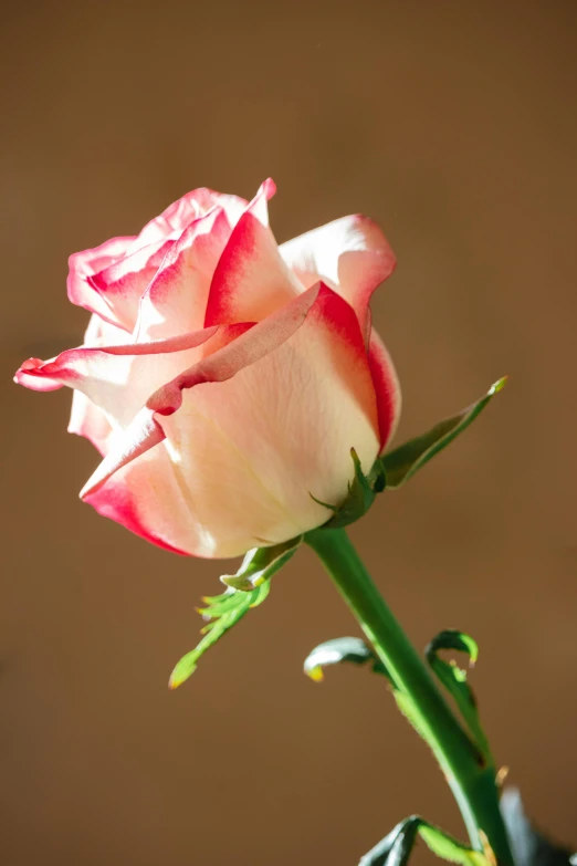 a close up of a pink rose in a vase, trimmed with a white stripe, silky smooth, lightweight, creamy