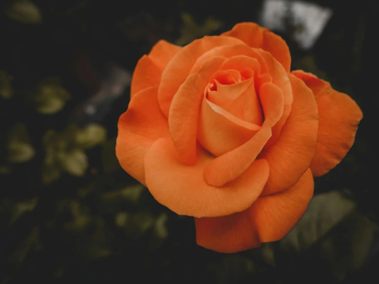 a close up of an orange rose on a black background, pexels contest winner, delightful surroundings, on a gray background, unedited, instagram post