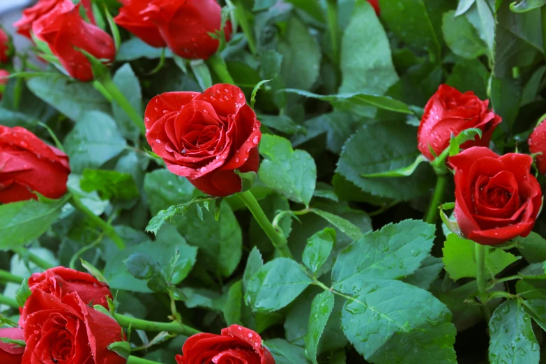 a close up of a bunch of red roses, sitting in the rose garden, slide show, birdseye view, green and red plants