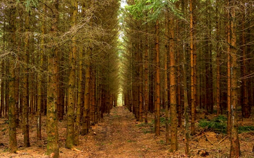 a forest filled with lots of tall trees, in a row, pathway, dark pine trees, grain”