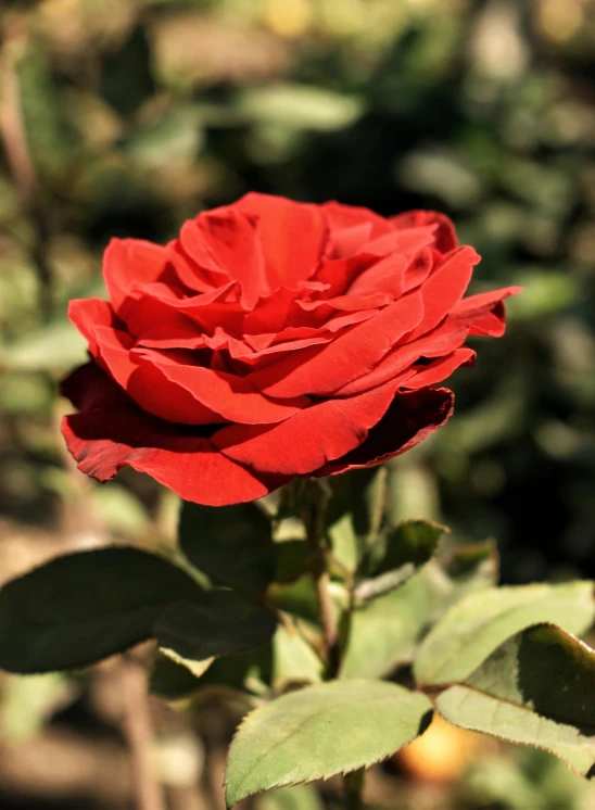 a close up of a red rose with green leaves, 5 feet away, in red gardens, full product shot, avalon