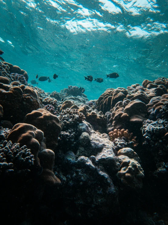 a group of fish swimming over a coral reef, a picture, unsplash contest winner, slightly tanned, a dark underwater scene, crystal clear, taken in 2022