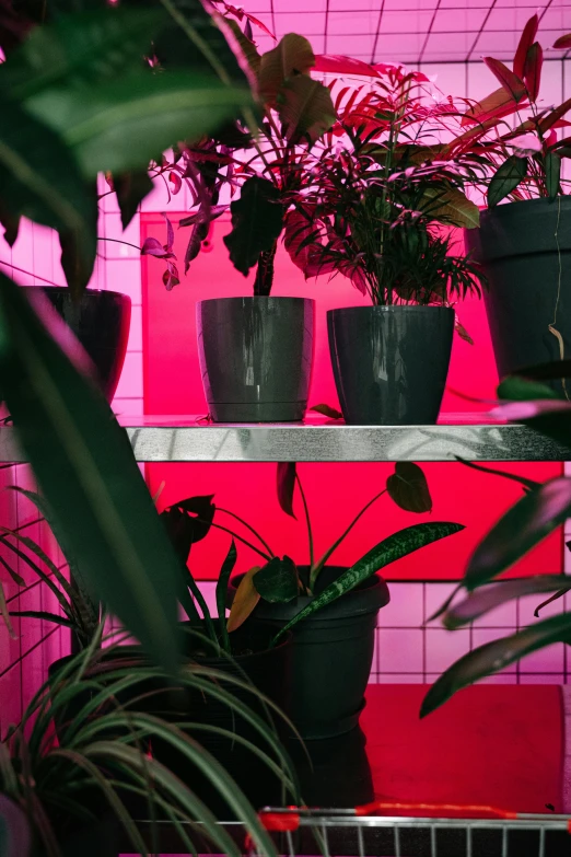 a shelf filled with lots of potted plants, inspired by Elsa Bleda, trending on unsplash, neon pink, leds, magenta and gray, lo fi colors