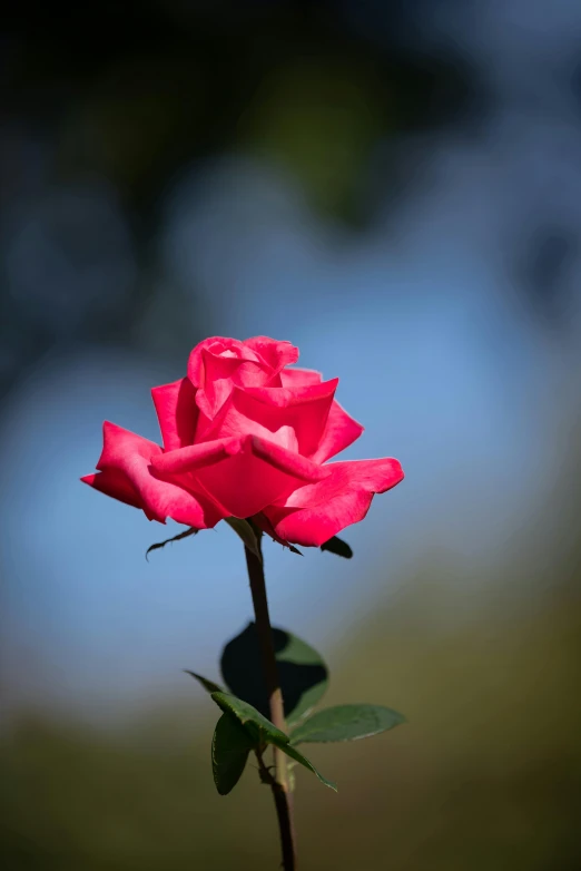 a single pink rose sitting on top of a stem, in the sun, bright red, slide show, lynn skordal