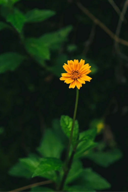 a yellow flower with green leaves in the background, unsplash, paul barson, tall thin, single, various posed