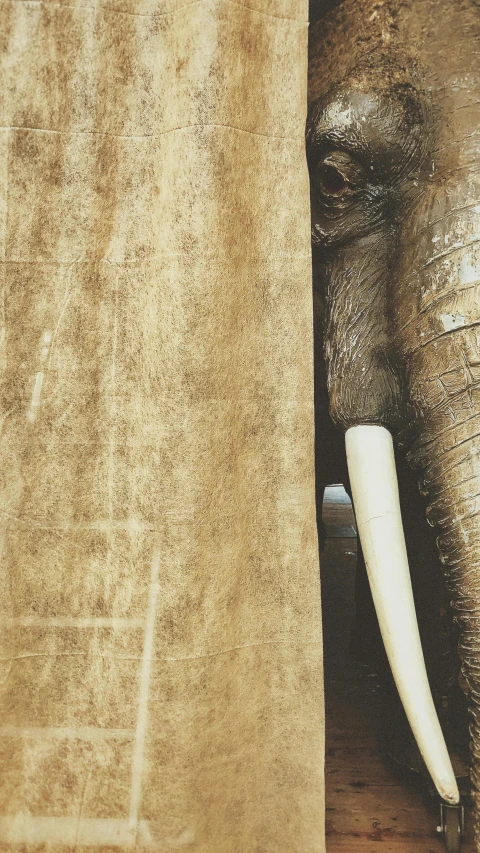 a close up of an elephant behind a wooden fence, an album cover, inspired by Sarah Lucas, trending on unsplash, renaissance, folds of fabric, light - brown wall, jpeg artefacts on canvas, tusks