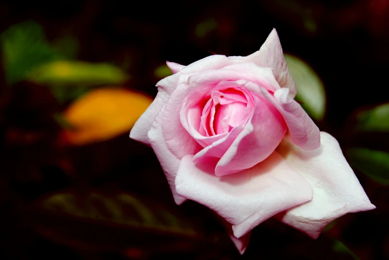 a close up of a pink rose on a plant, a photo, unsplash, romanticism, fan favorite, slide show, album