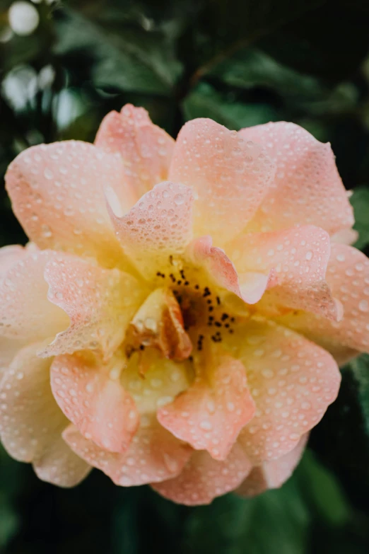 a pink flower with water droplets on it, inspired by Charlotte Nasmyth, unsplash, light orange mist, yellow rose, a high angle shot, 2 5 mm portra