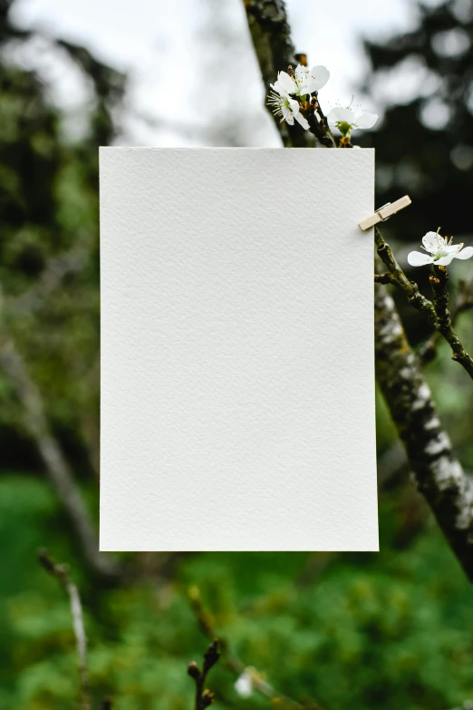 a piece of paper hanging from a tree branch, poster art, unsplash, private press, handcrafted paper background, in a scenic background, soft white rubber, product introduction photo