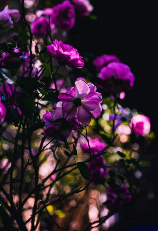 a bunch of purple flowers sitting on top of a tree, inspired by Elsa Bleda, unsplash contest winner, roses in cinematic light, lush lighting, in the garden, taken in the late 2010s