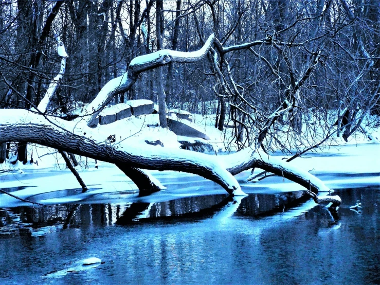 a tree that is leaning over a body of water, a photo, inspired by Patrick Dougherty, flickr, blue liquid and snow, swamp monster of ice, 2 0 0 0's photo, today\'s featured photograph 4k